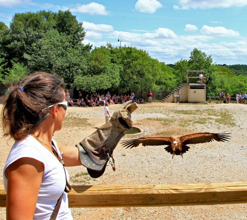 Spectacle nature magique : un rapace en vol libre captive petits et grands au cœur du Lot