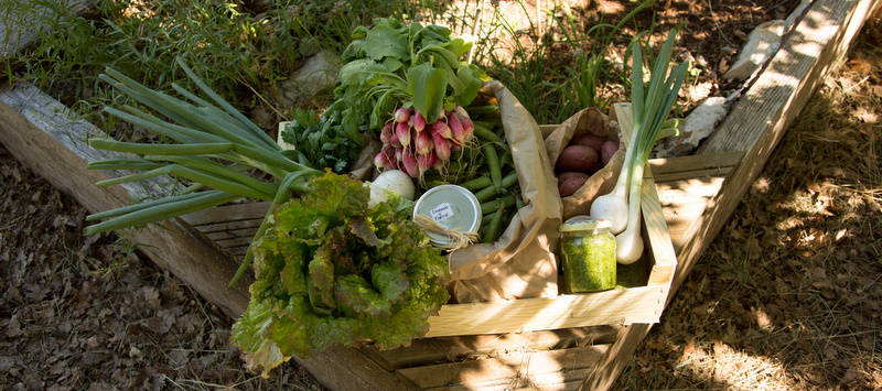 Récolte du potager bio : légumes frais et saveurs locales cultivés au cœur de la nature