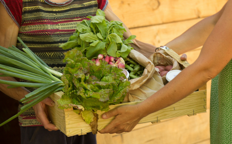 Récolte fraîche du potager : légumes bio et herbes aromatiques cueillis à la main pour une cuisine locale et savoureuse