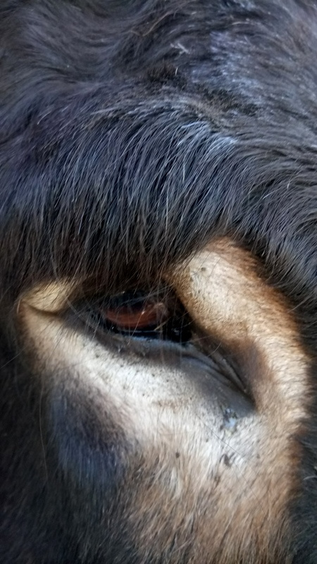 Rencontre authentique avec les animaux du domaine, au cœur de la nature lotoise