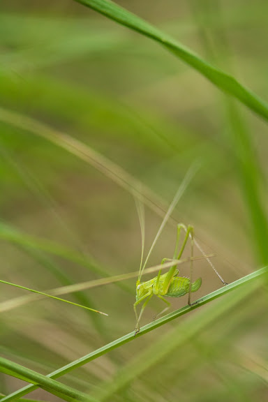 Sauterelle au cœur des herbes sauvages du Lot, symbole de la biodiversité préservée à Bois de Faral