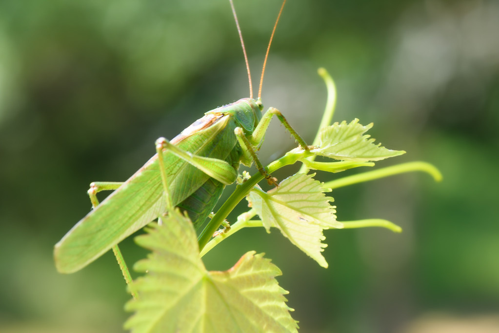 La biodiversité verdoyante du Lot : une sauterelle veille sur la nature intacte de nos terres