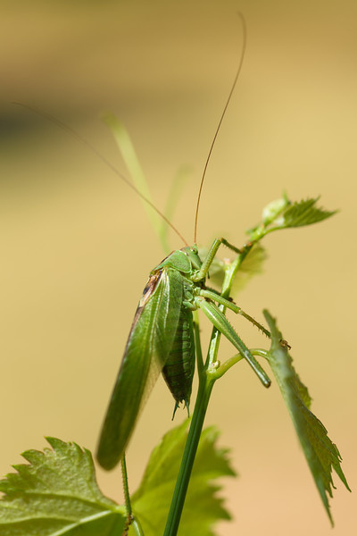 Une sauterelle verte observe la nature verdoyante du Lot, entre ciel et végétation fragile