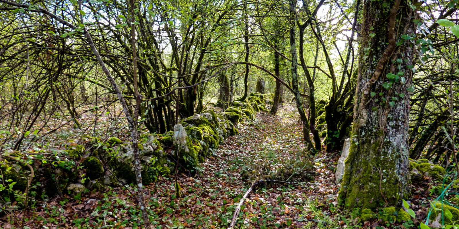 Sentiers forestiers secrets du domaine : explorez les bois de Faral en toute sérénité