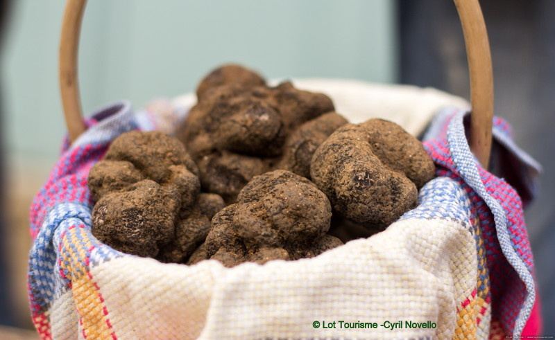 Truffes du Lot fraîchement récoltées, trésors gastronomiques de nos terres calcaires