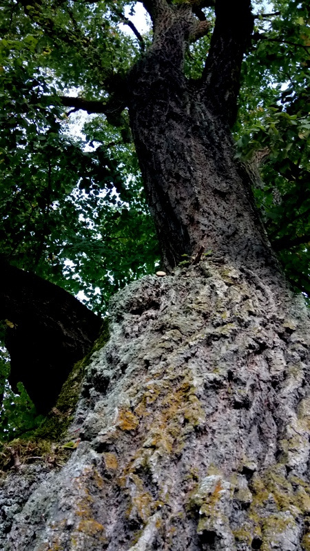 Au cœur de la forêt du Lot, les vieux arbres majestueux témoignent de la richesse naturelle du domaine